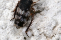 (Homoptre - Cicadellidae - Anoscopus sp.)